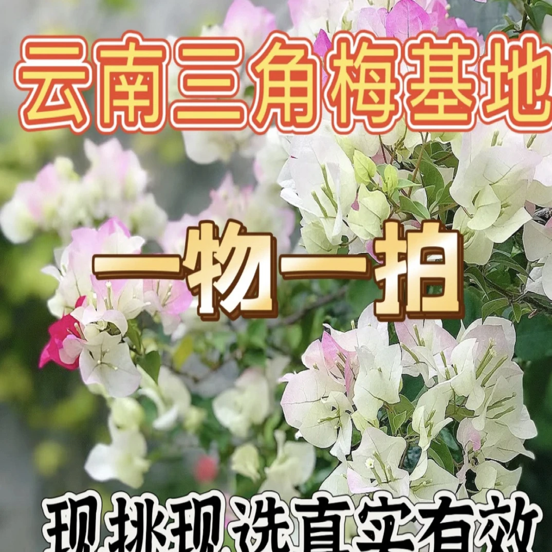 运输途中会掉花落严重掉成光杆不影响成活不售后