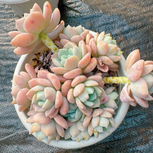 露凝香多肉精品老桩稀有多肉