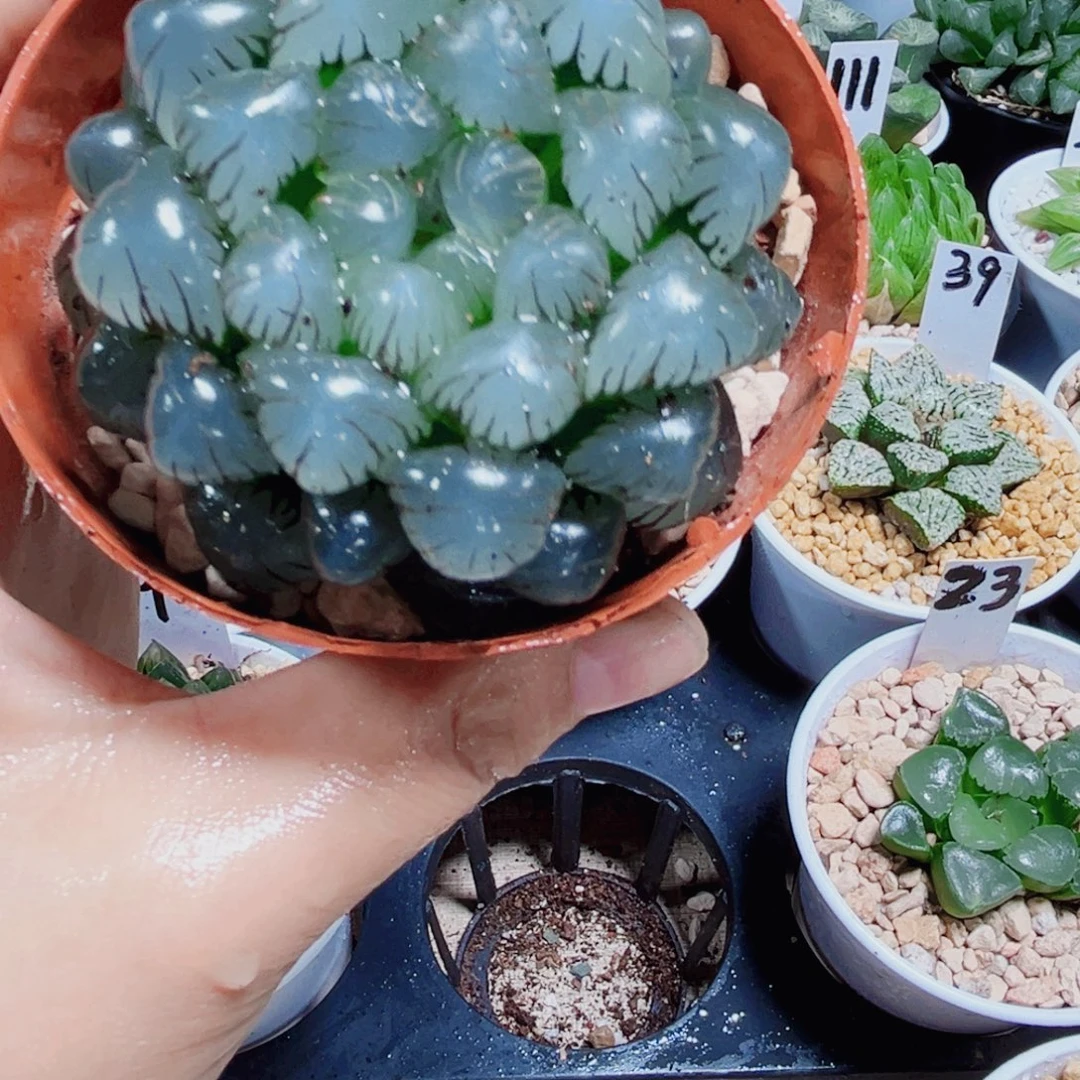 孙氏冰灯多肉植物66666
