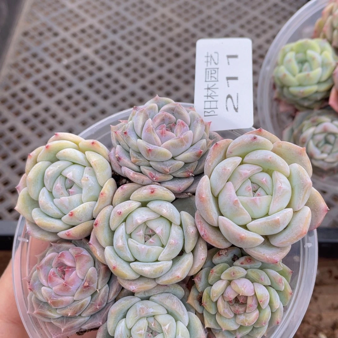 多肉植物多肉植物211