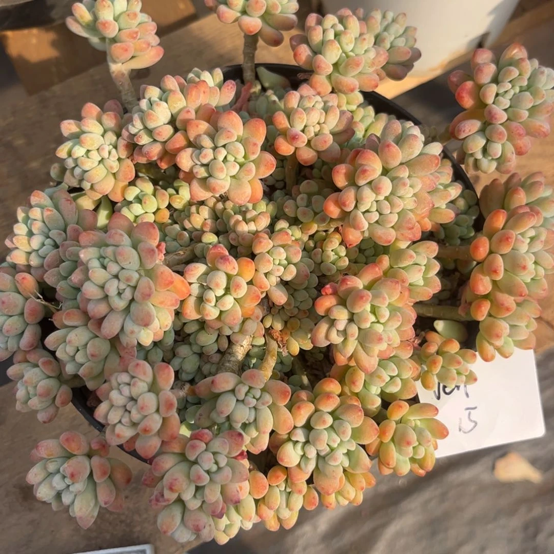 V*n绿豆多肉植物