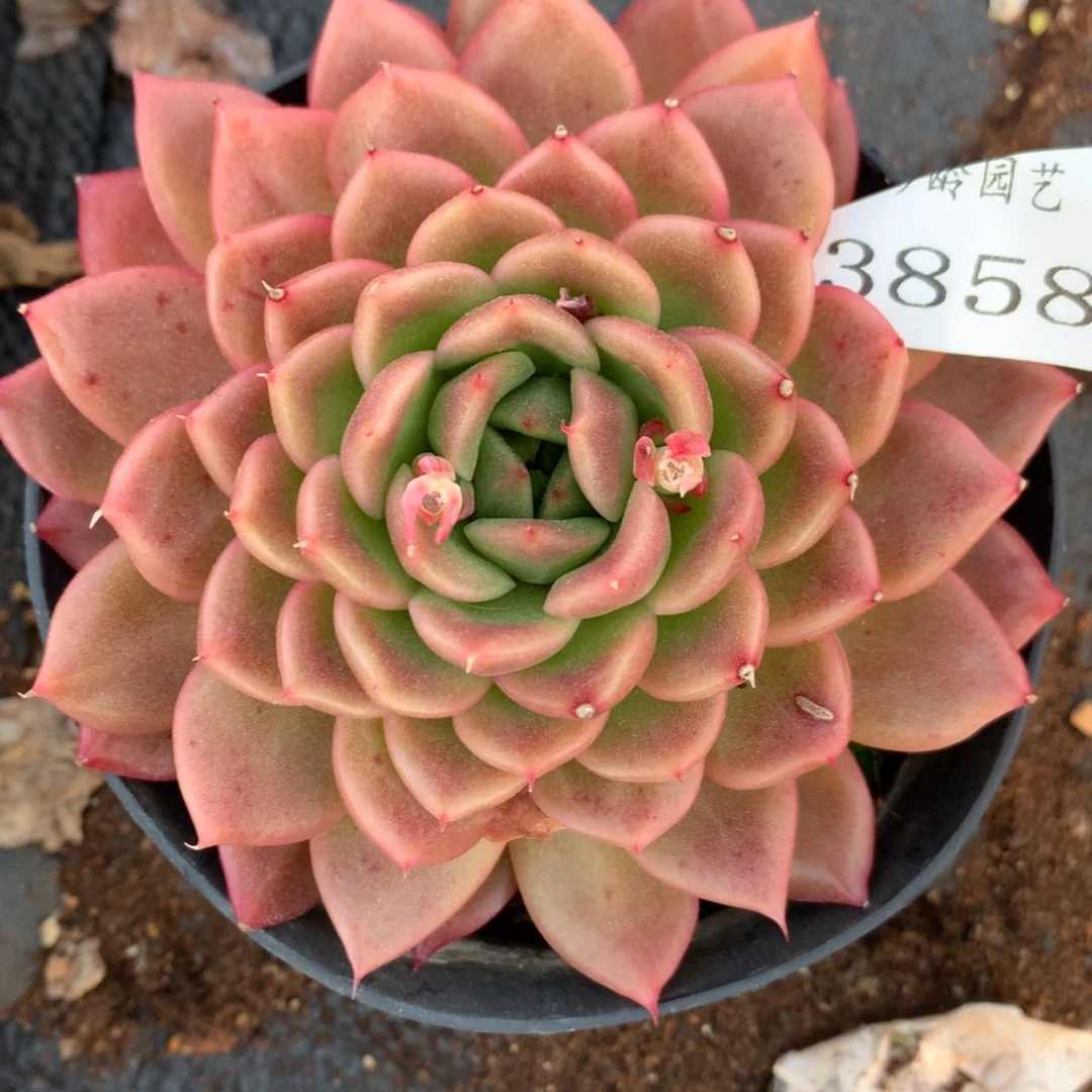 3858杂交精品基地 10厘米