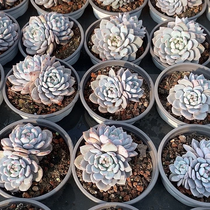 17星星橙双头 福利多多