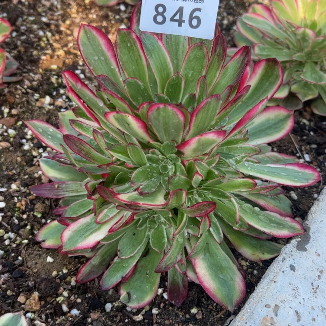 846瑶光多肉植物