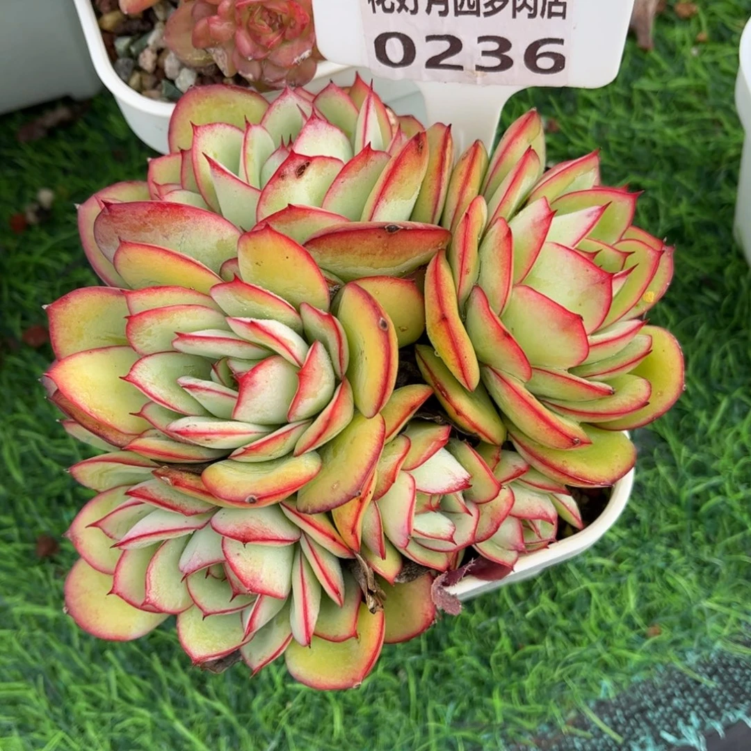 多肉植物0236 满30包邮