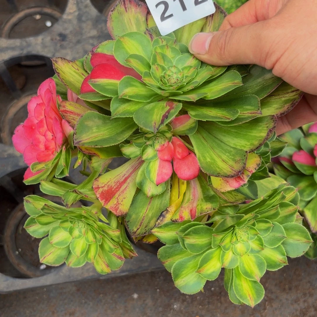 212多肉植物知否无根