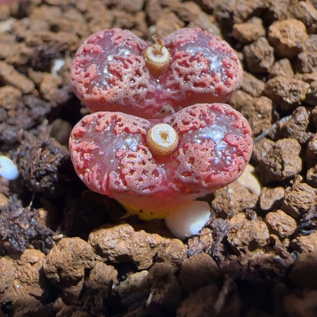 肉锥多肉植物组合-3km勋章有疤333