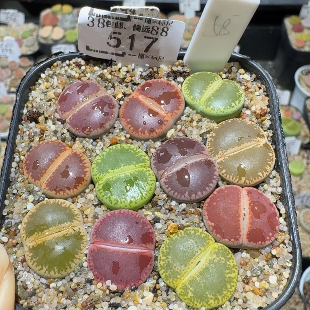 Ssss生石花肉锥517