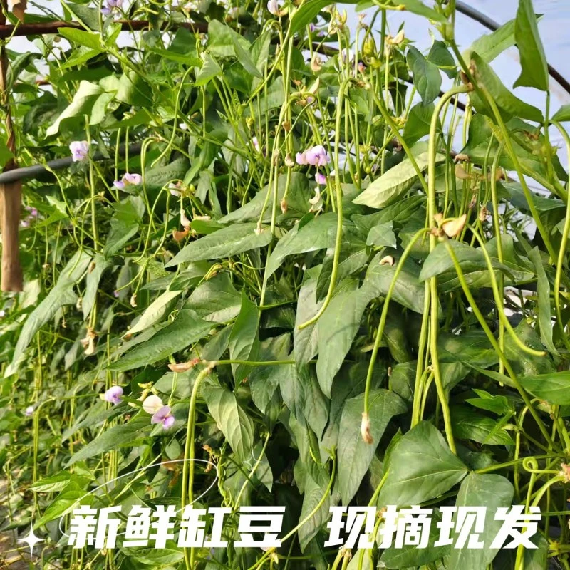 苏北盐城农家时令新鲜蔬菜长缸豆长豆角四季豆豆子泡菜原料