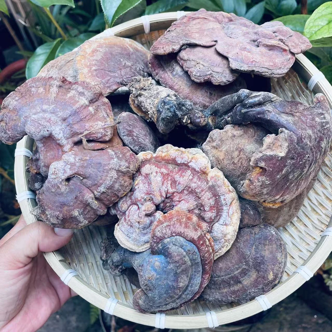 【现收山货】野生赤 芝食用农产品煮水泡茶搭配枸杞子
