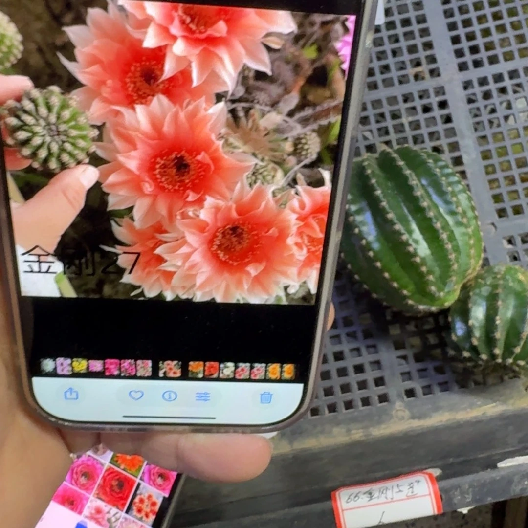 254金刚27歪无根侧牙3公分左右，20包邮