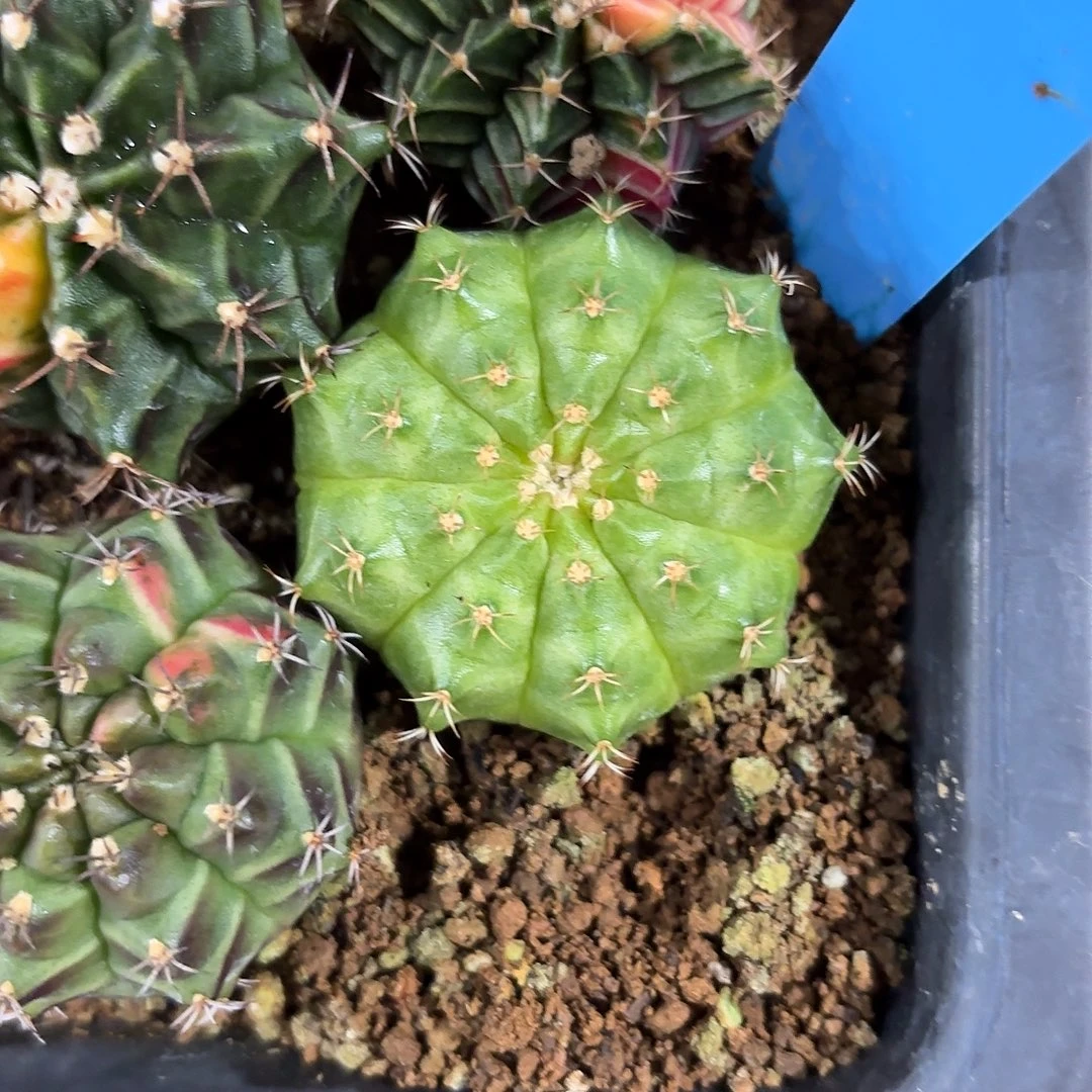 泰国米哈实生745-1114