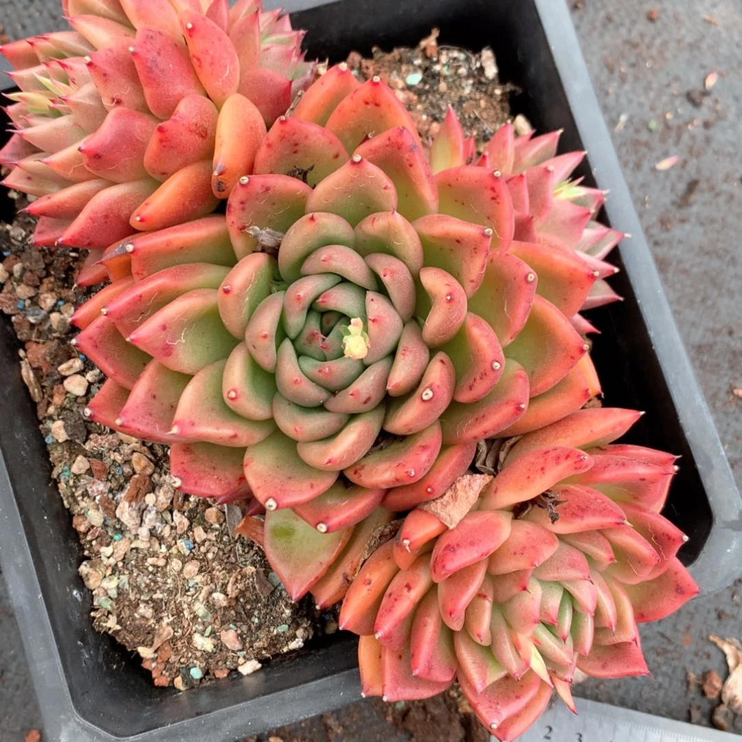 5390杂交多肉植物