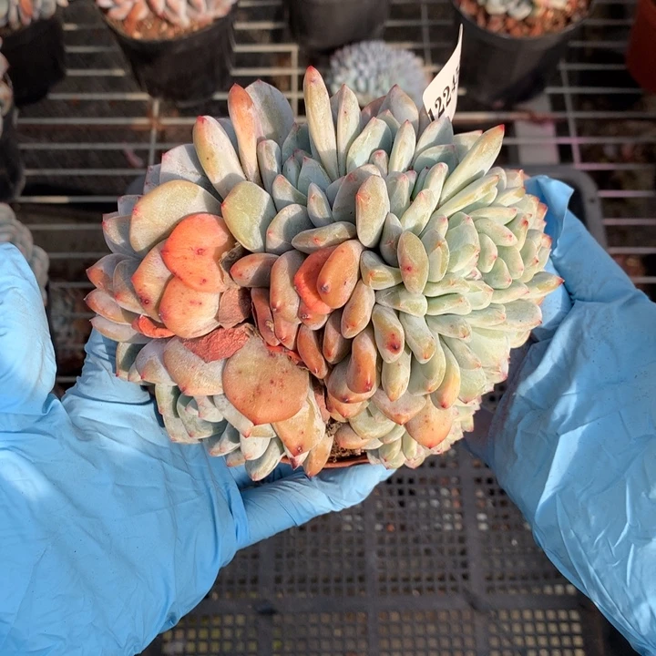 122453朵追嗯嗯嗯加油