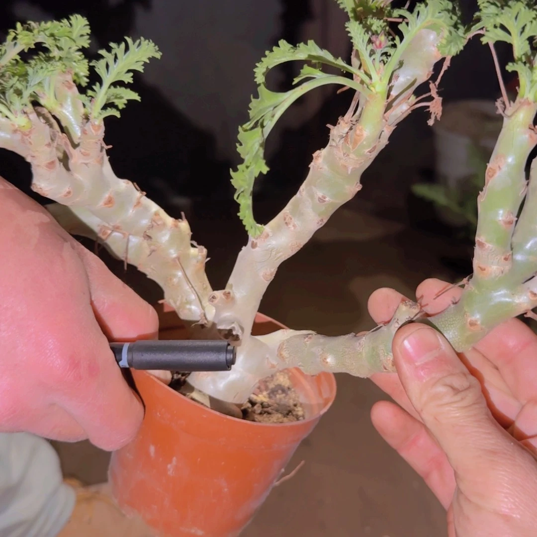 ?****人块根植物块根植物