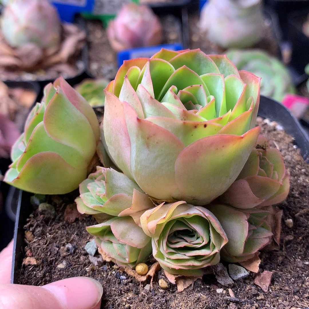 一物一拍追光者081