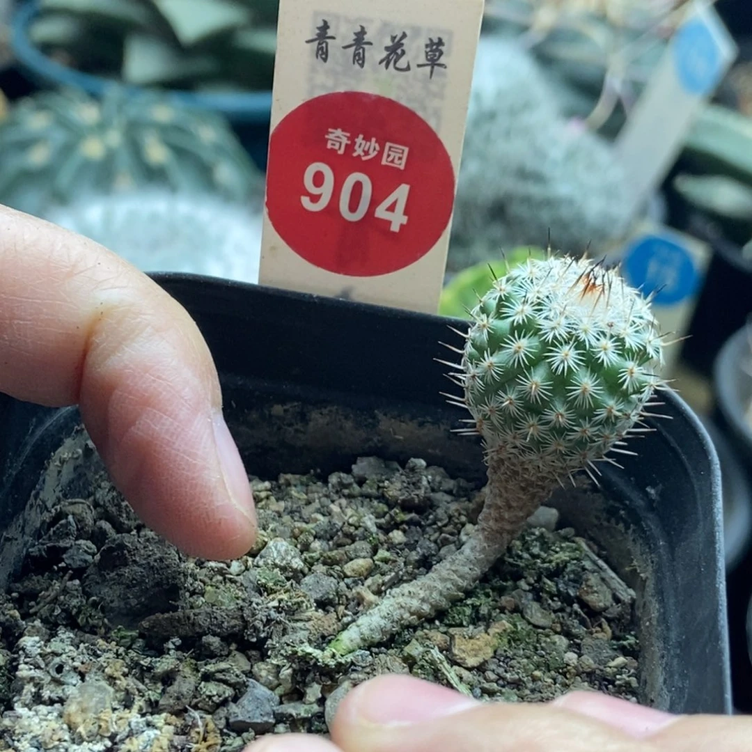 实生赤花美针玉1.8cm