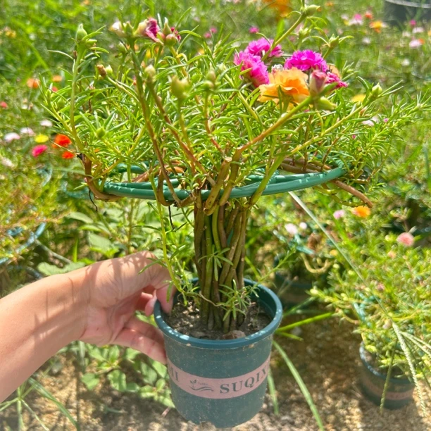 宿根重瓣太阳花棒棒糖花和花束造型