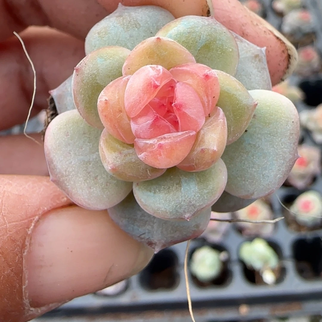 多肉小卡拉米糖心一物一拍