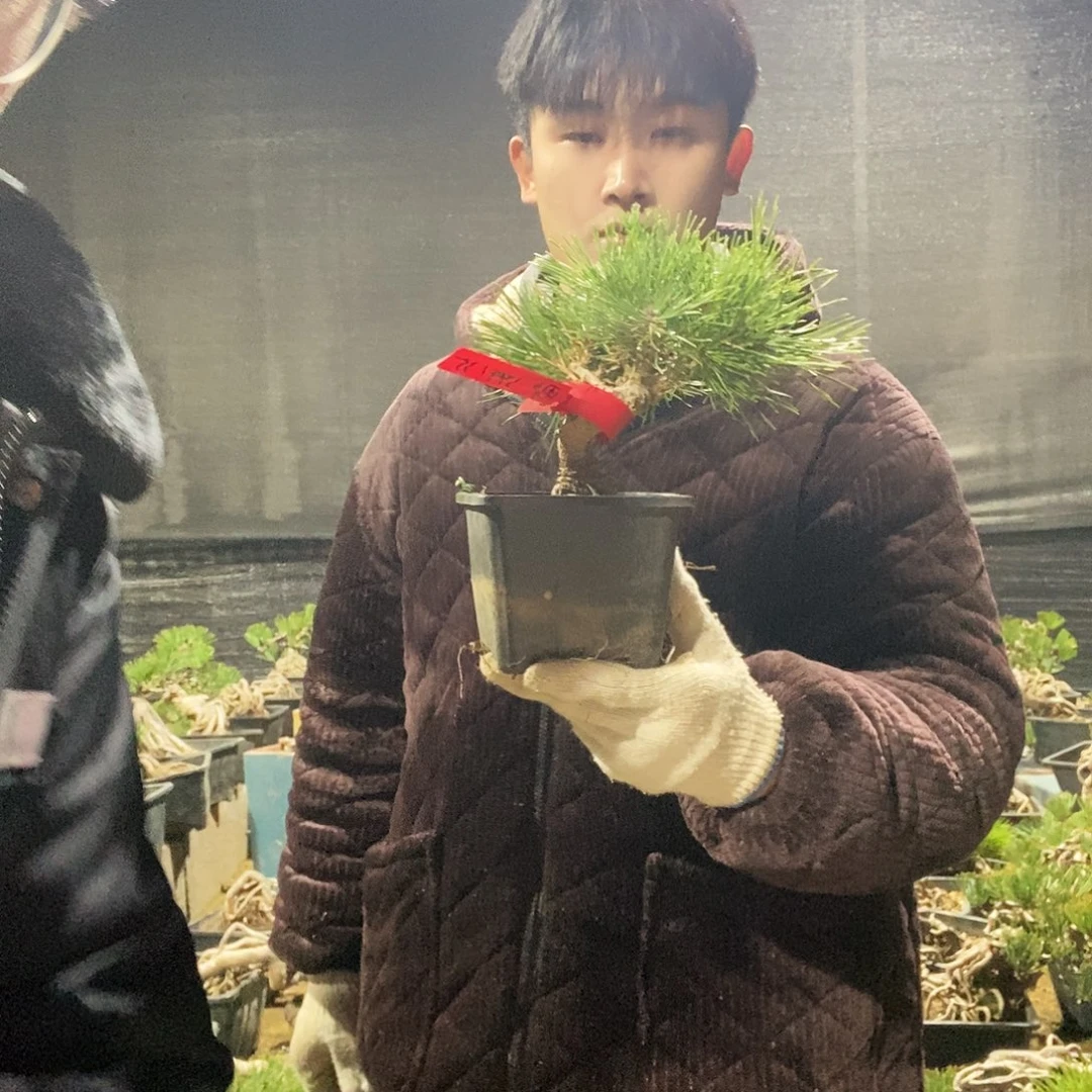 无花朵黑松盆景一物一拍