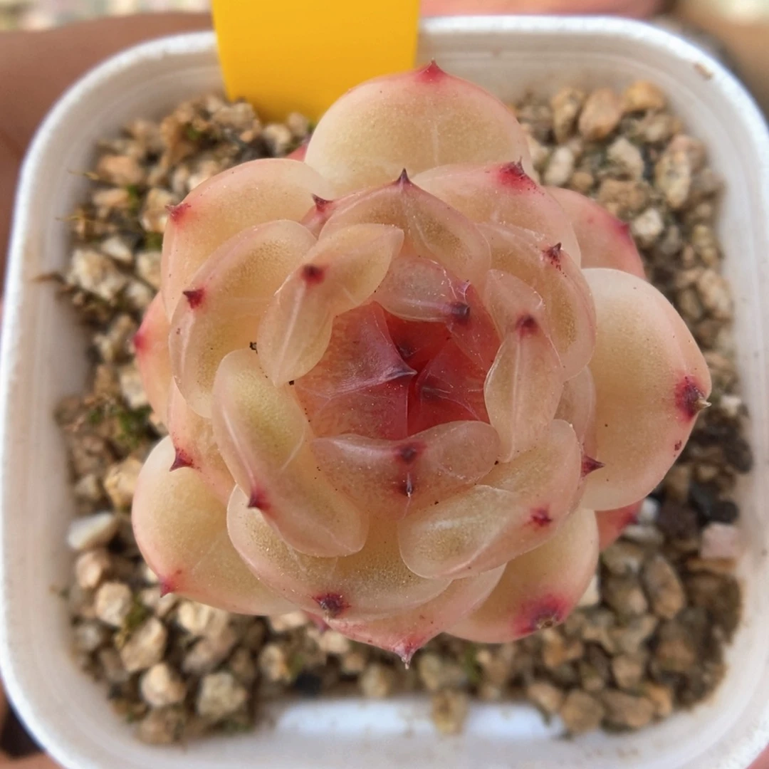 宝石心珍妮可拍722号。