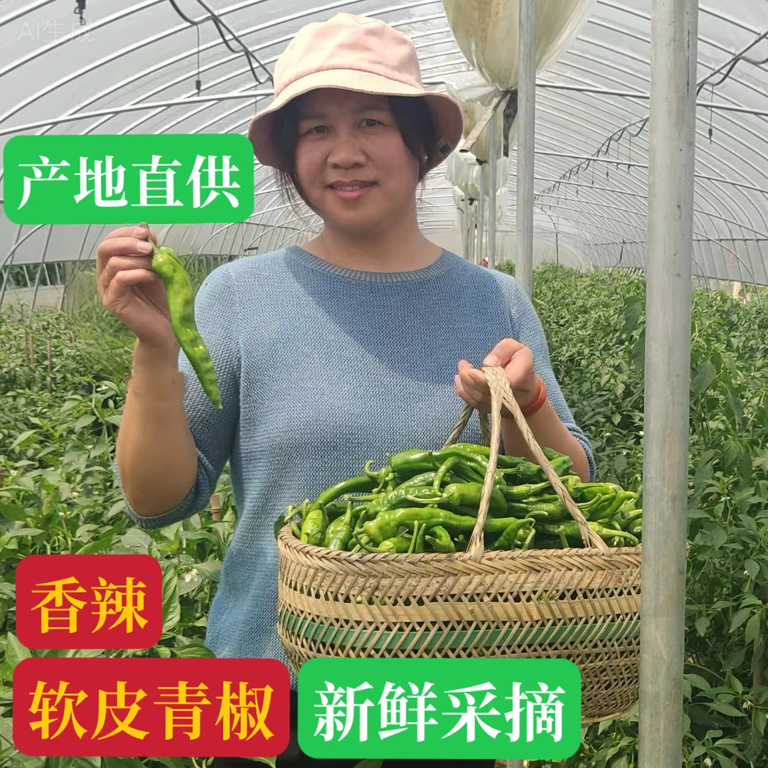 【软皮青椒】【香辣】湖南特产秋辣椒产地直发新鲜采摘