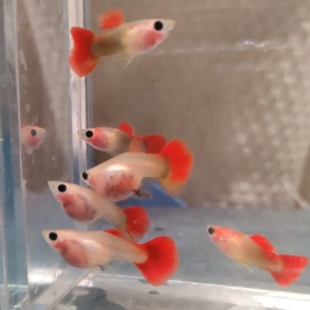 七彩琉璃皇家落日红礼服玻璃猫越南孔雀鱼鱼观赏鱼超透红头鱼