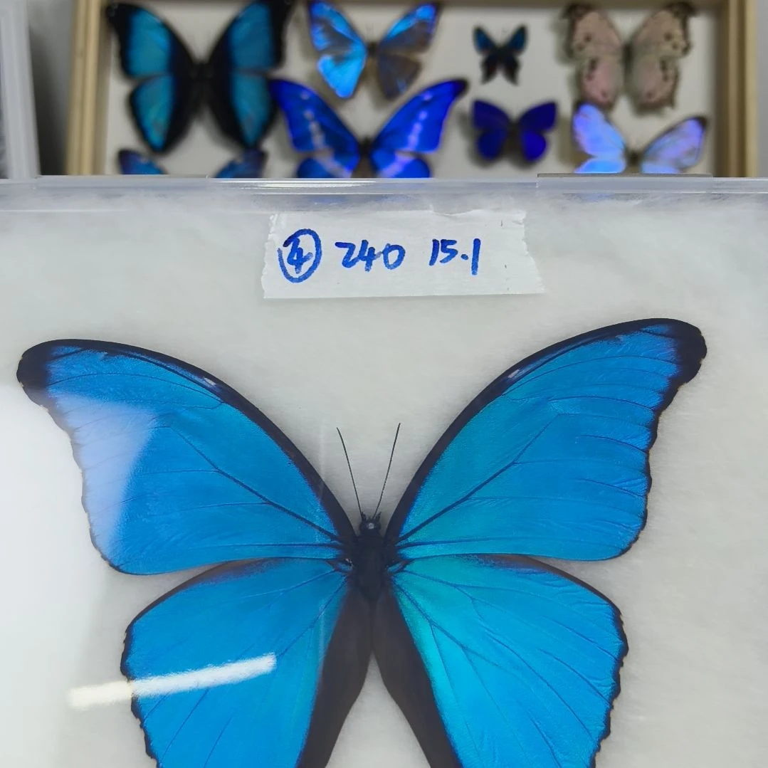 杰***桀真蝴蝶标本一物一拍