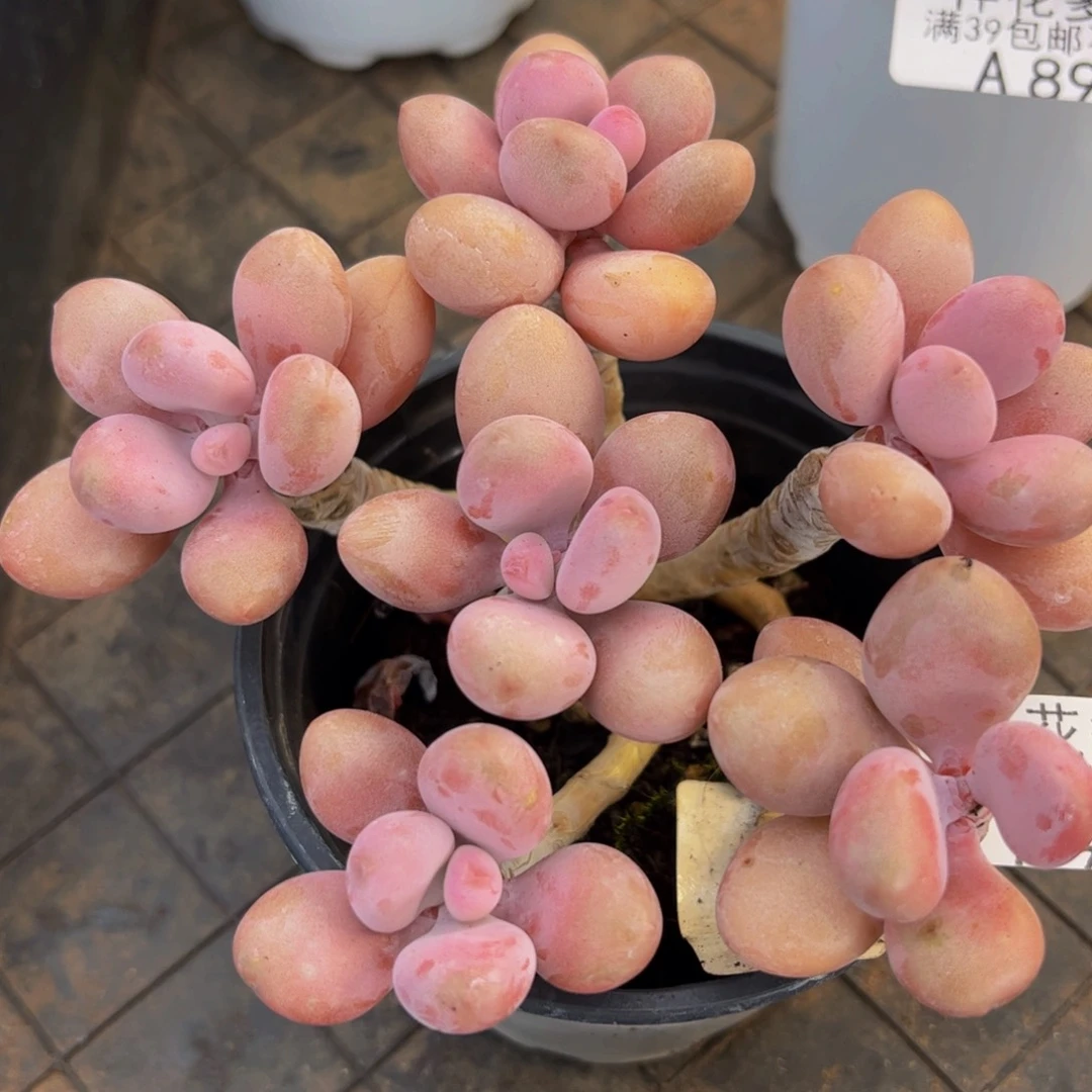 974-糖果桃蛋多肉9cm