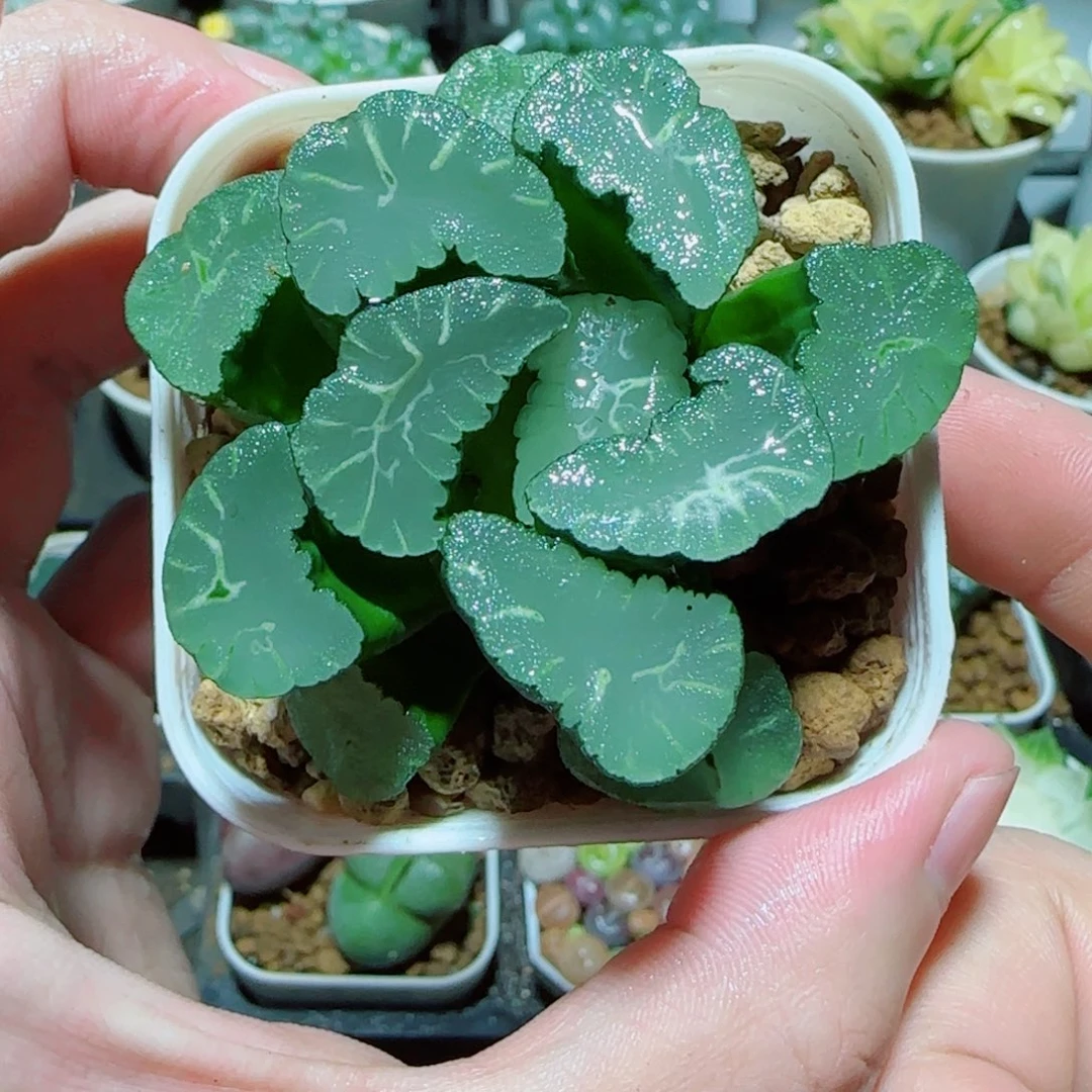 凤凰万象多肉植物