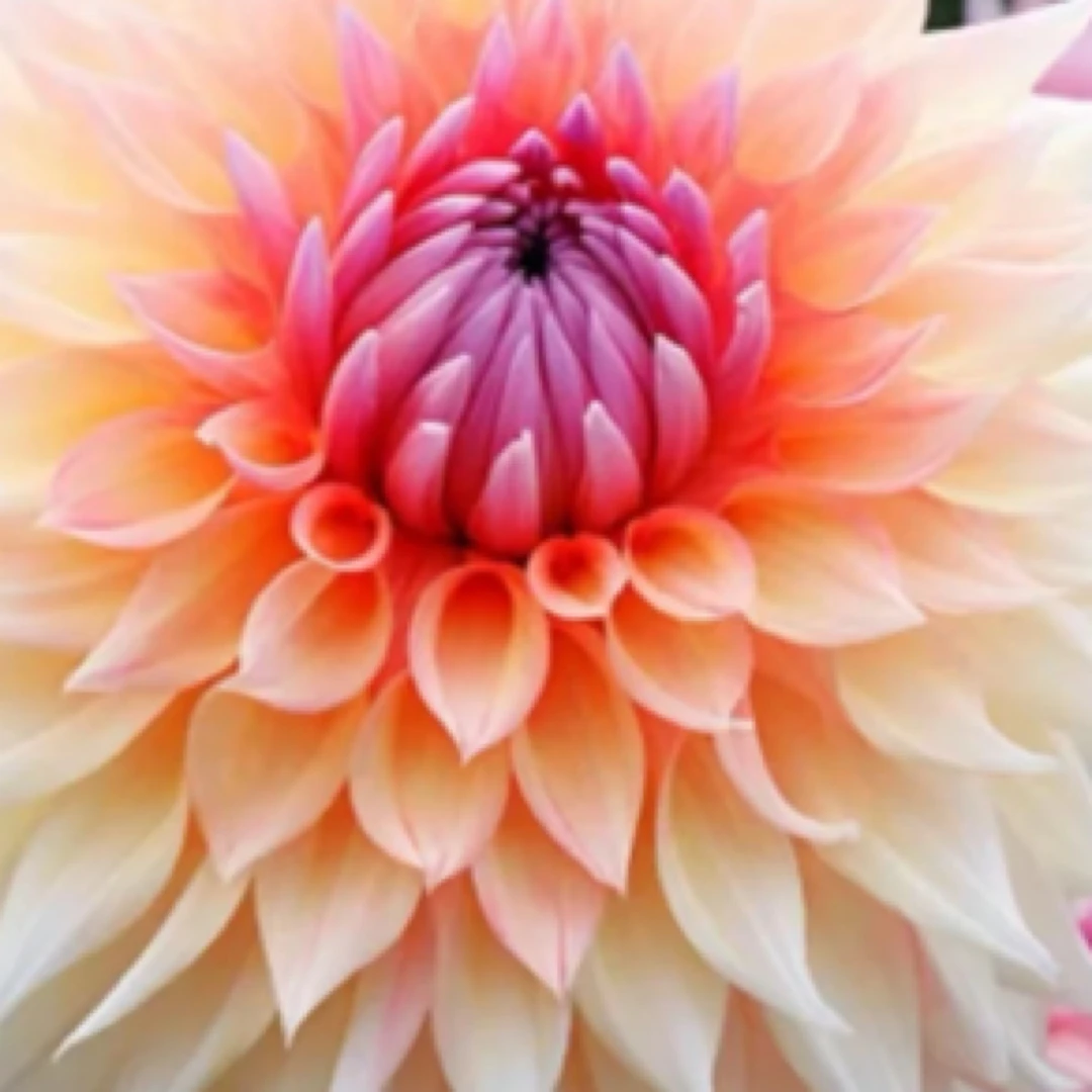 【大丽花 】幻彩 进口大丽花整株种球对版发货