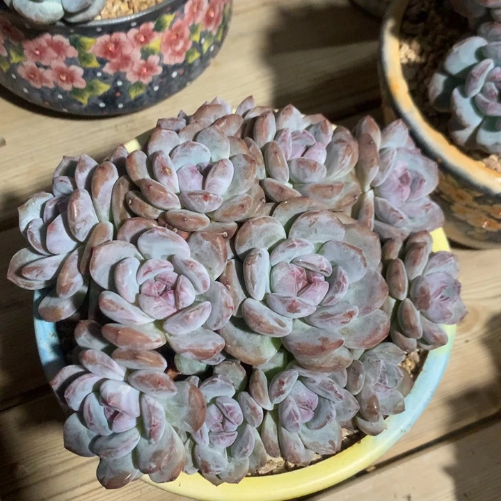 多肉植物石榴籽星影自然群13头