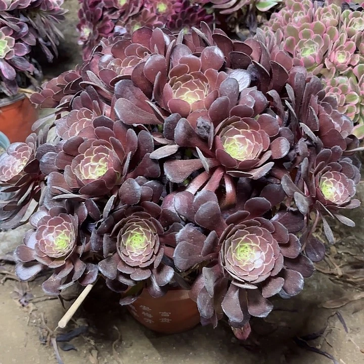 多肉植物黑暗萝莉7