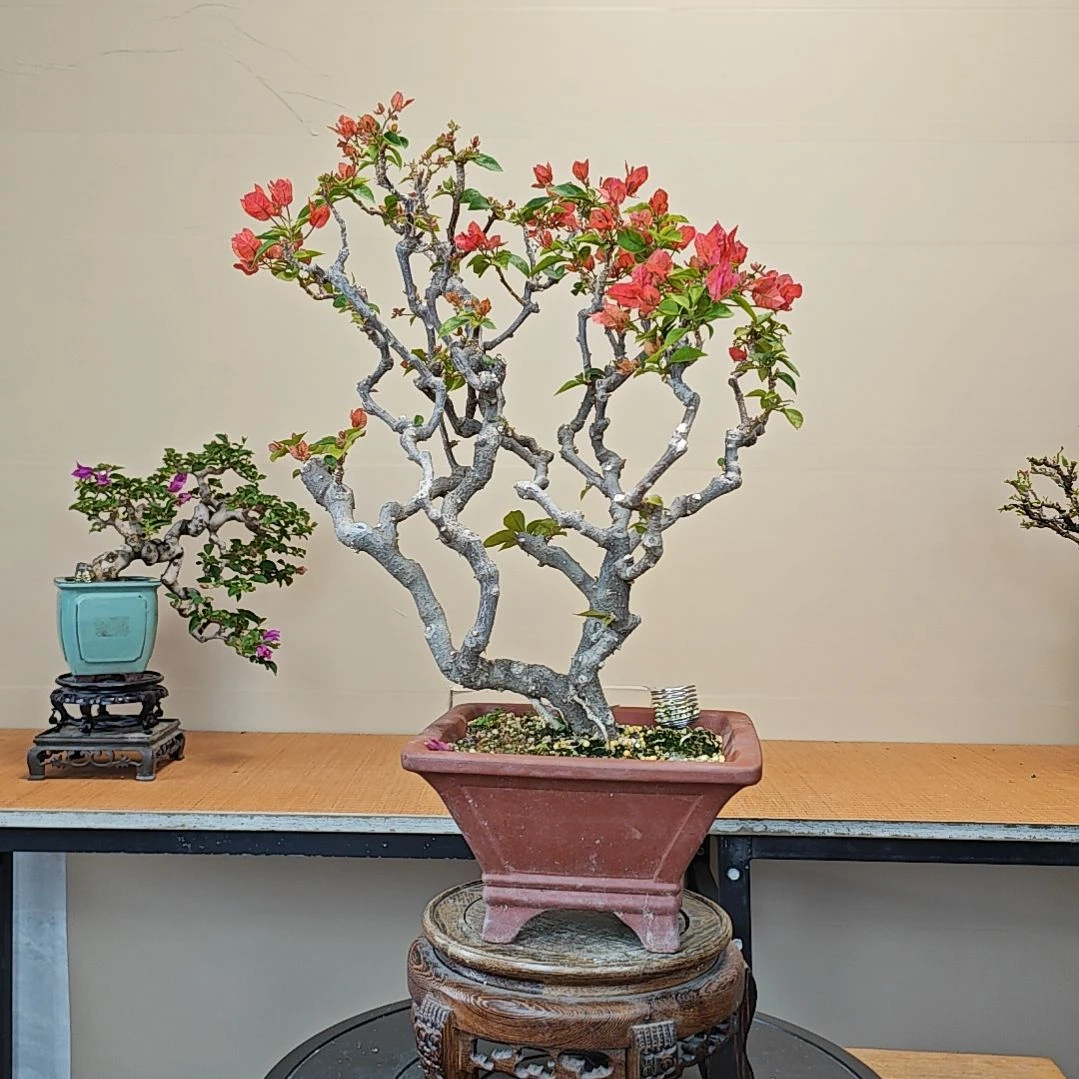 祥***潮无花朵海岛红三角梅盆景桩
