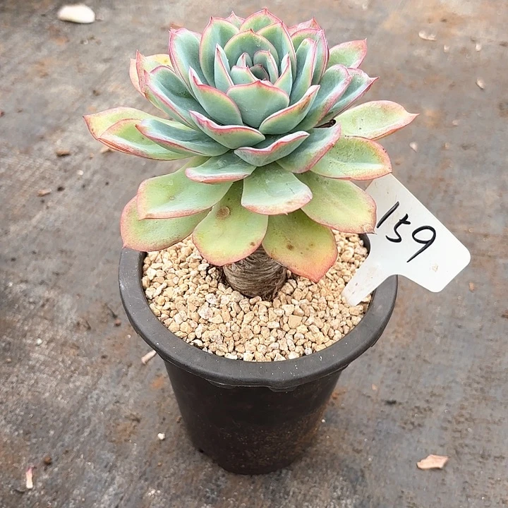 多肉植物，晨露159号