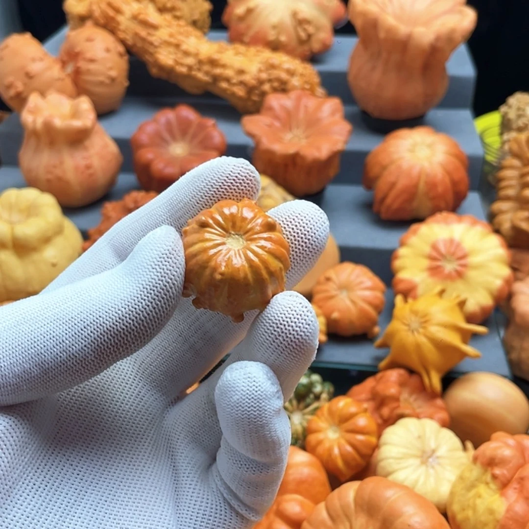 草***夜墨西哥七彩高的葫芦