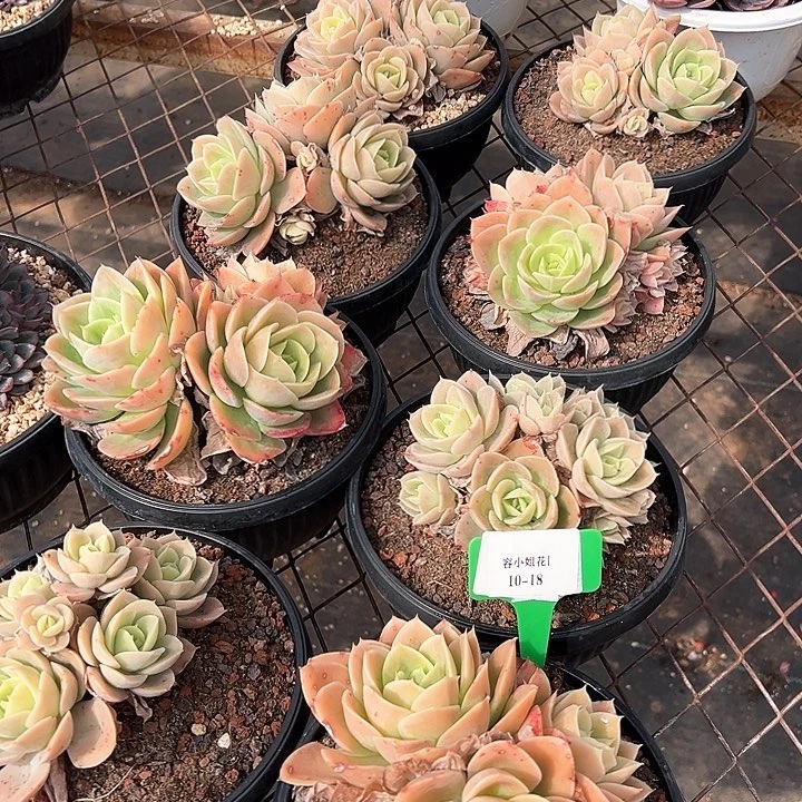 10.18星娜塔一个