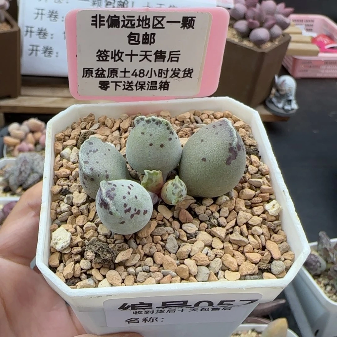 057丸叶海豹多肉