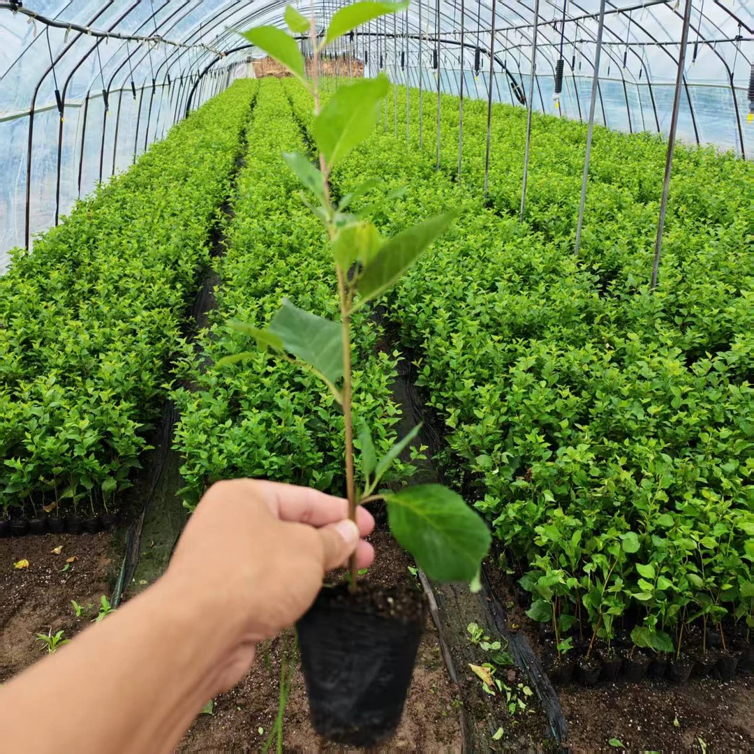 吉塞拉6号吉塞拉Y1组培一代扦插砧木杯苗原盆原土成活率高