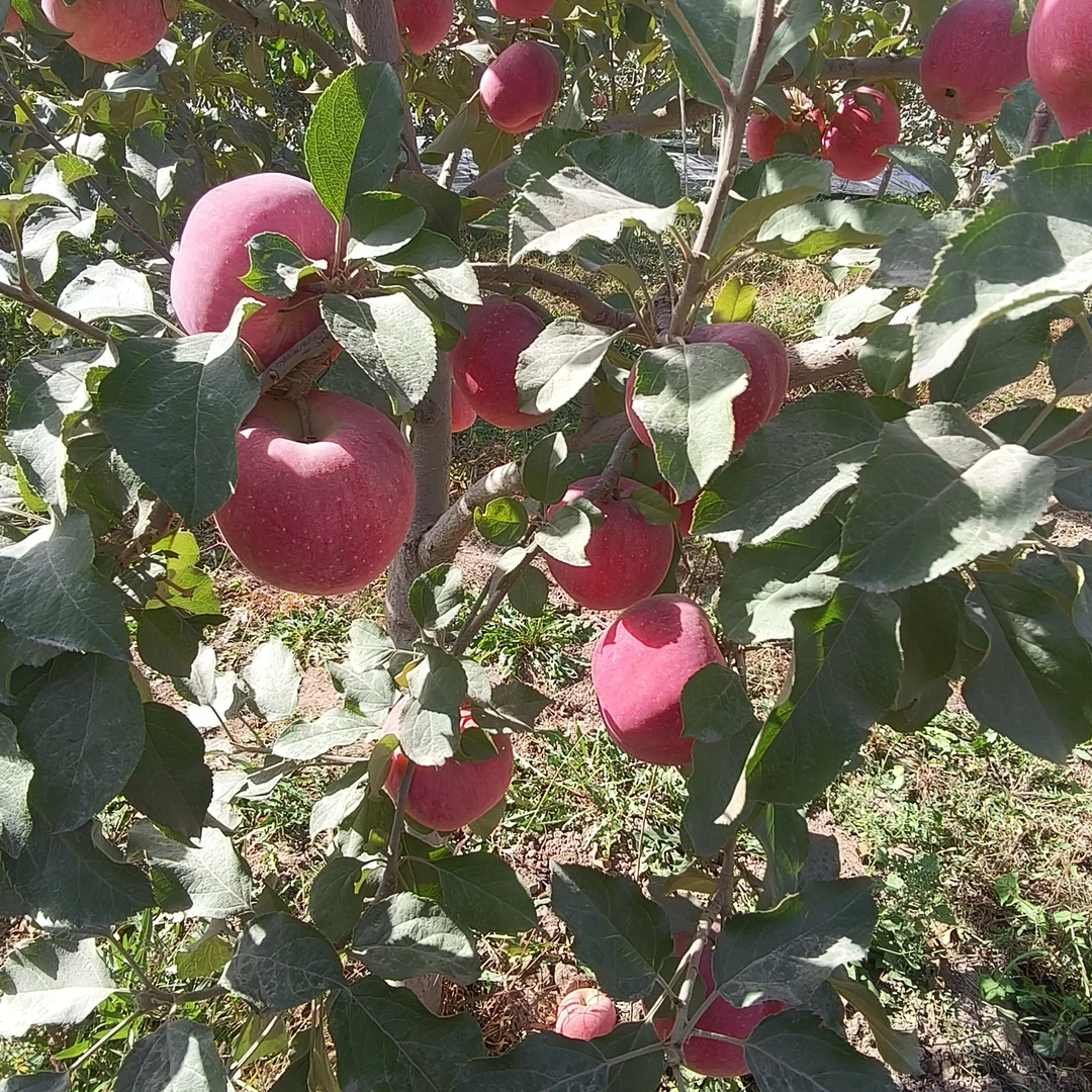 新疆阿克苏红旗坡冰糖心苹果，脆甜多汁无渣，产地直发现摘现发