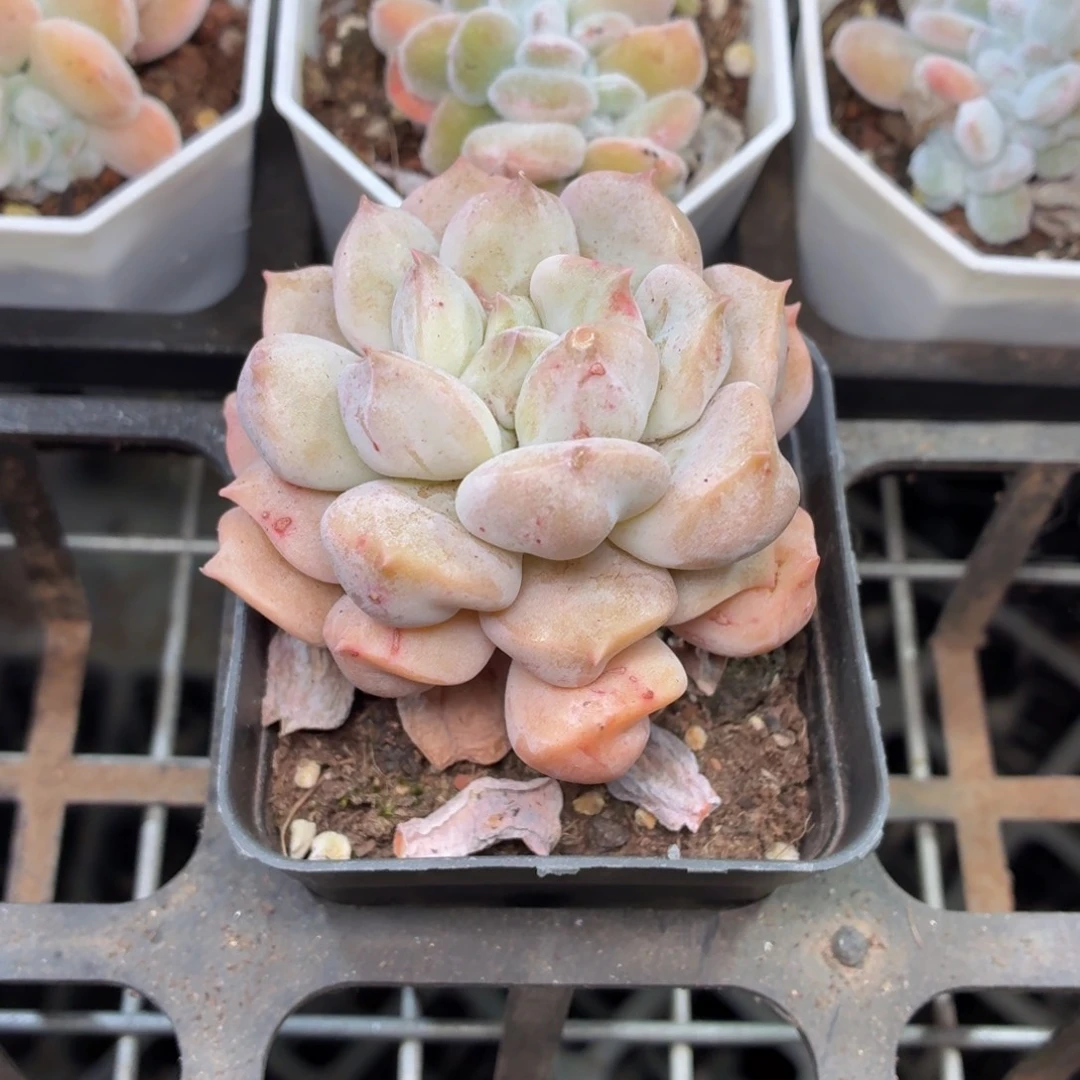 超奶多肉9.9包邮发货