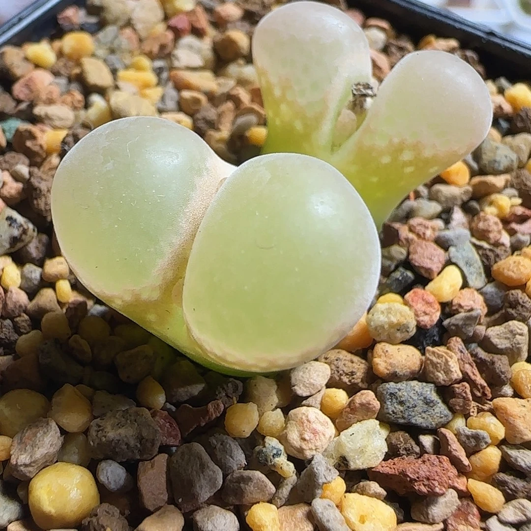 多肉植物优选TOp1母本109号