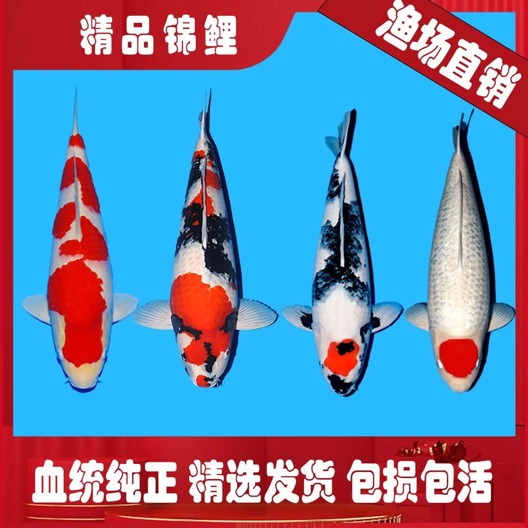 四选昭和锦鲤留养免费寄养20后发货精品锦鲤