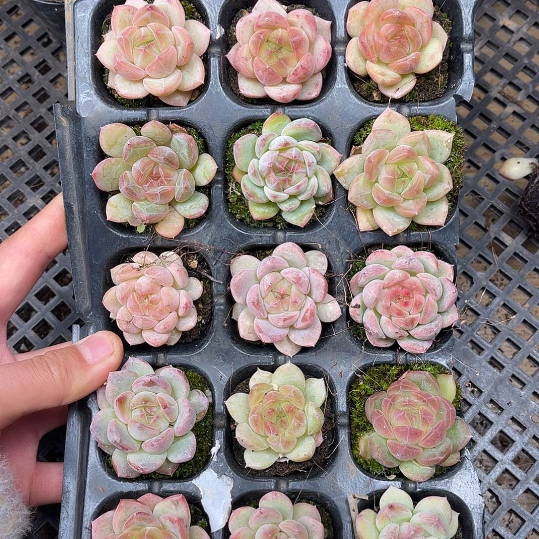 多肉一物一拍2-143