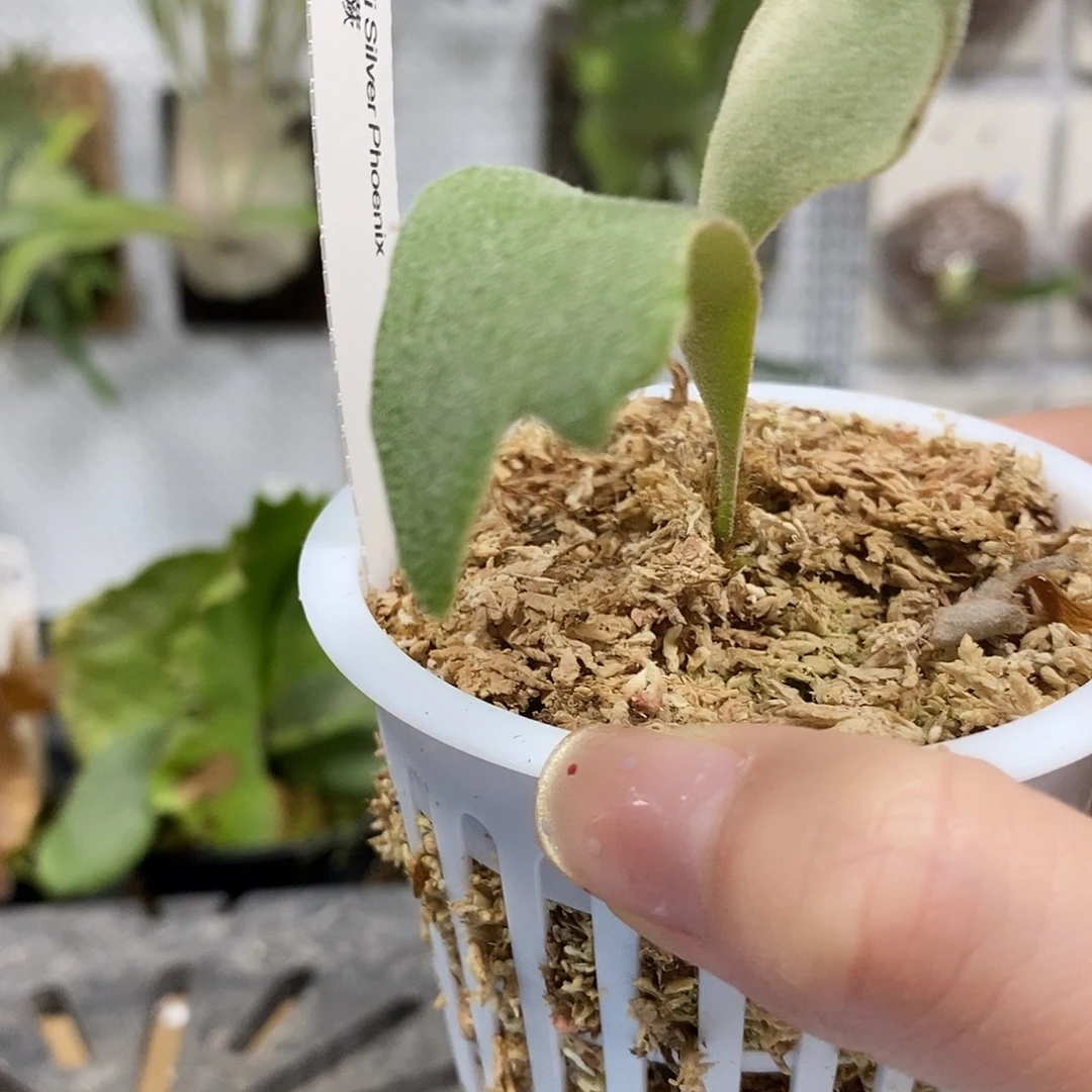 无花朵银凤鹿角蕨