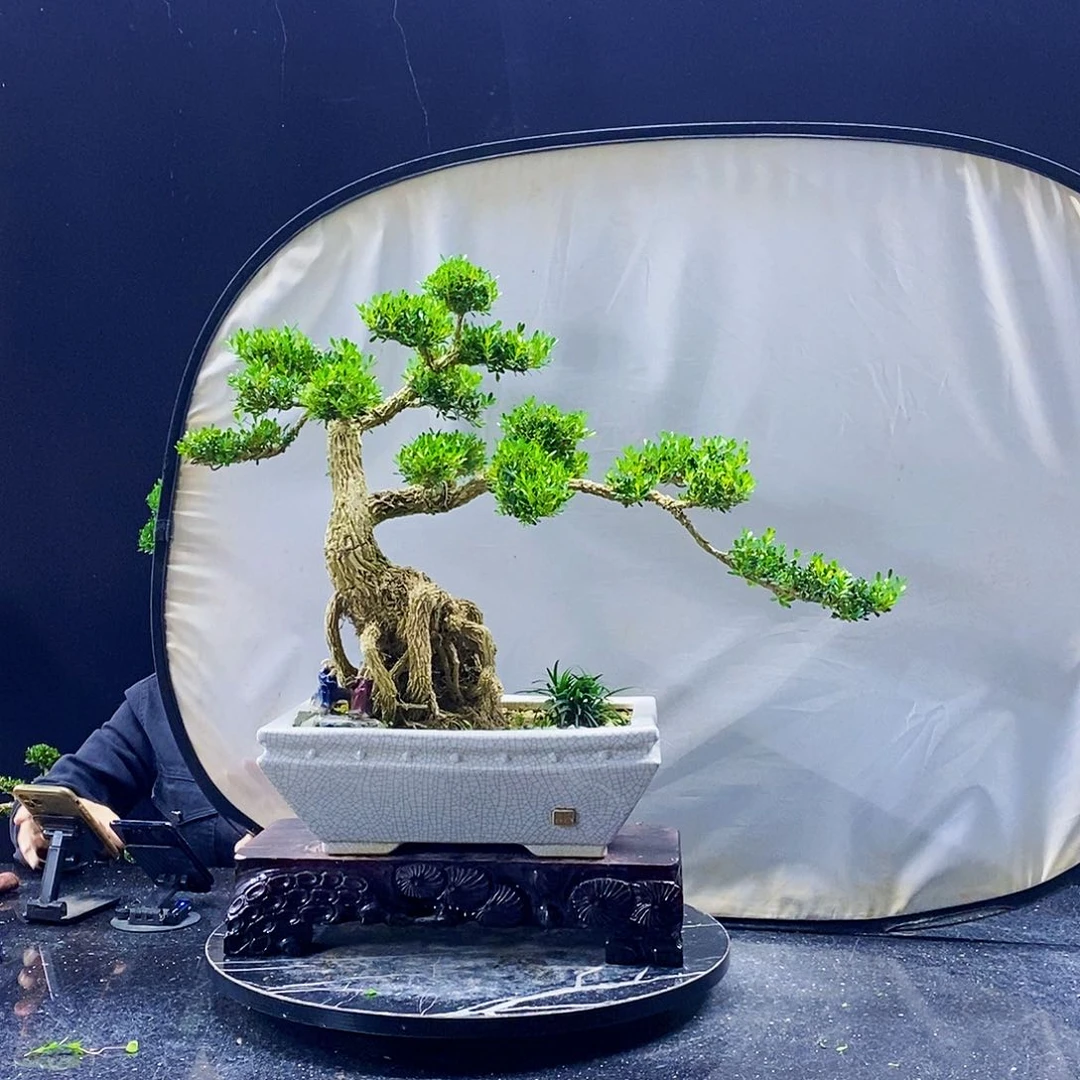 无花朵黄杨盆景造型