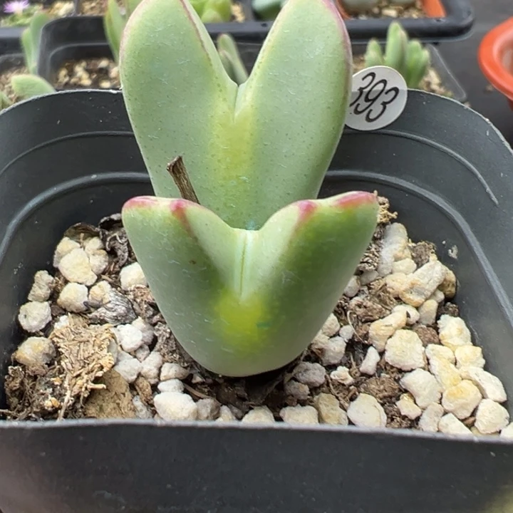 393，双11福利不代表平时价格