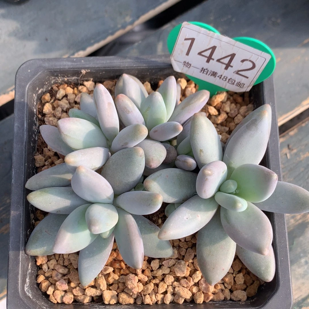 企鹅无砍一物一拍1442