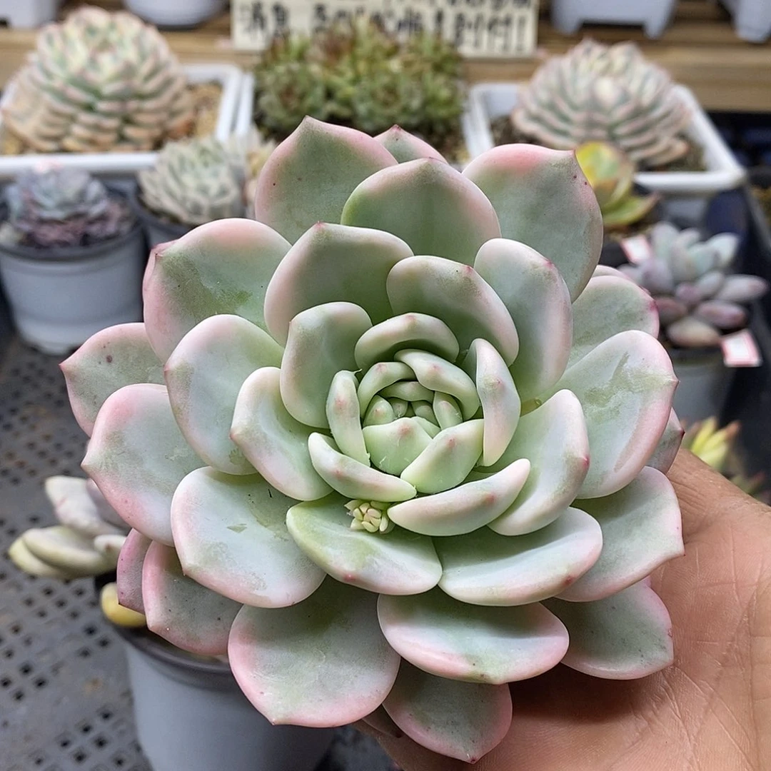 2872 凌雪覆轮锦大头盖带崽 需延时发货