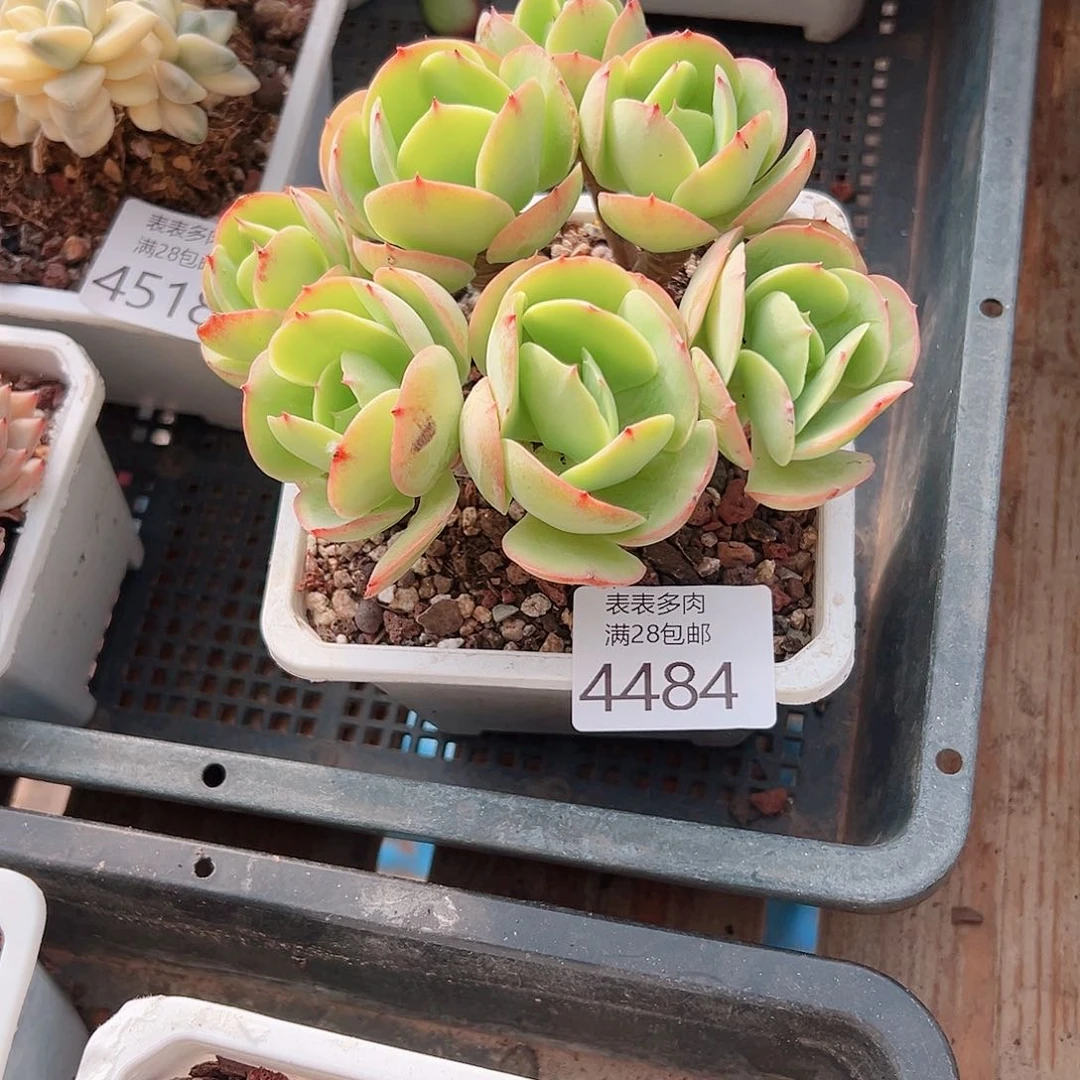 无花朵小****6多肉一物一拍4484